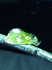 Eudocima hypermnestra