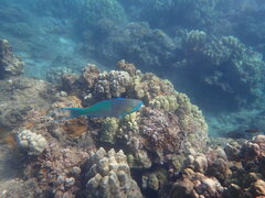 Scarus rubroviolaceus