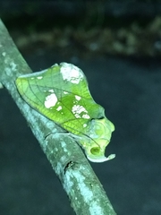 Eudocima hypermnestra