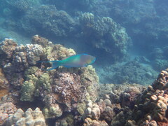 Scarus rubroviolaceus