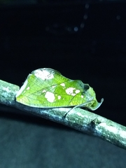 Eudocima hypermnestra