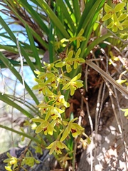 Cymbidium suave
