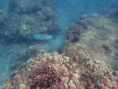 Scarus rubroviolaceus