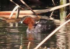 Tachybaptus ruficollis capensis