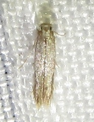 Tischeriidae