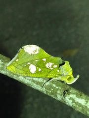 Eudocima hypermnestra