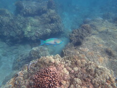 Scarus rubroviolaceus