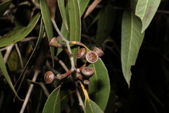 Eucalyptus latisinensis