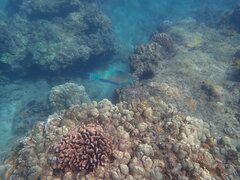 Scarus rubroviolaceus