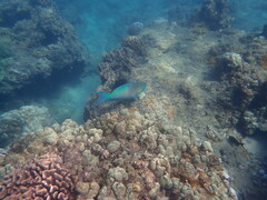 Scarus rubroviolaceus