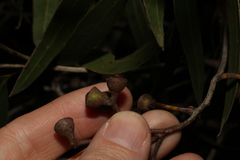 Eucalyptus latisinensis