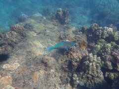 Scarus rubroviolaceus