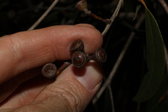Eucalyptus latisinensis