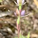 Thelymitra pallidifructus - Photo (c) SBERRY, some rights reserved (CC BY-NC), uploaded by SBERRY