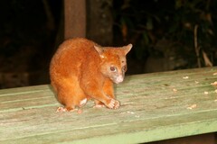 Trichosurus johnstonii