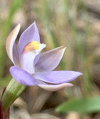 Thelymitra pallidifructus