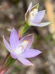 Thelymitra pallidifructus
