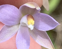 Thelymitra pallidifructus
