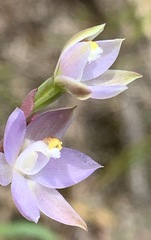 Thelymitra pallidifructus