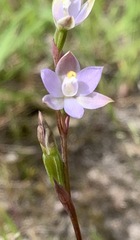 Thelymitra pallidifructus