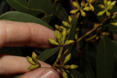 Eucalyptus latisinensis