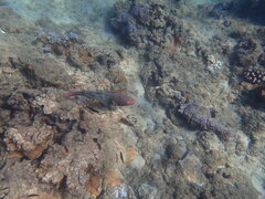 Scarus rubroviolaceus