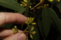 Eucalyptus latisinensis