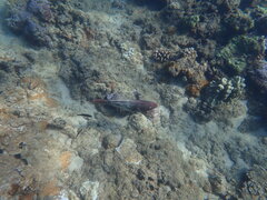 Scarus rubroviolaceus