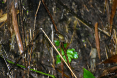 Chalcorana chalconota