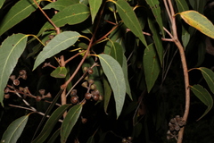 Eucalyptus latisinensis