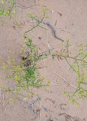 Gutierrezia microcephala