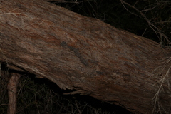 Eucalyptus latisinensis