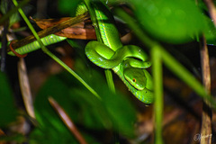 Trimeresurus albolabris