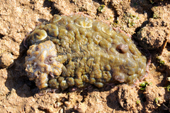 Asteronotus cespitosus