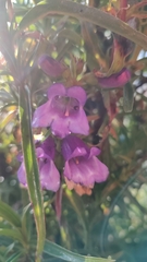 Penstemon gentianoides