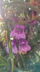 Penstemon gentianoides