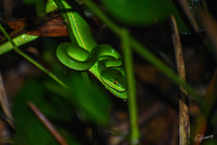 Trimeresurus albolabris