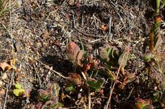 Crassula