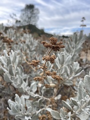 Eriodictyon tomentosum
