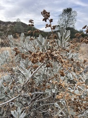 Eriodictyon tomentosum