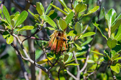 Diplolaena dampieri