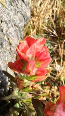 Castilleja tolucensis