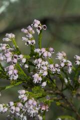 Erica margaritacea
