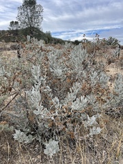 Eriodictyon tomentosum