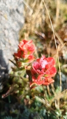 Castilleja tolucensis