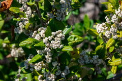 Spyridium globulosum