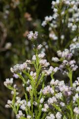 Erica margaritacea