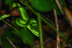 Trimeresurus albolabris