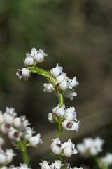 Erica margaritacea