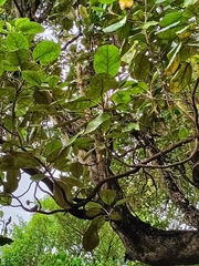 Brachyglottis rotundifolia